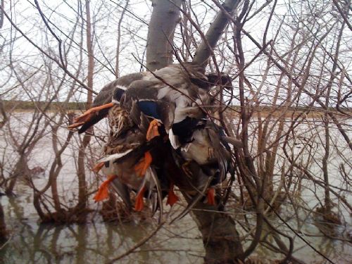 Duck Lease Near Bayou Meto : Stuttgart : Prairie County : Arkansas
