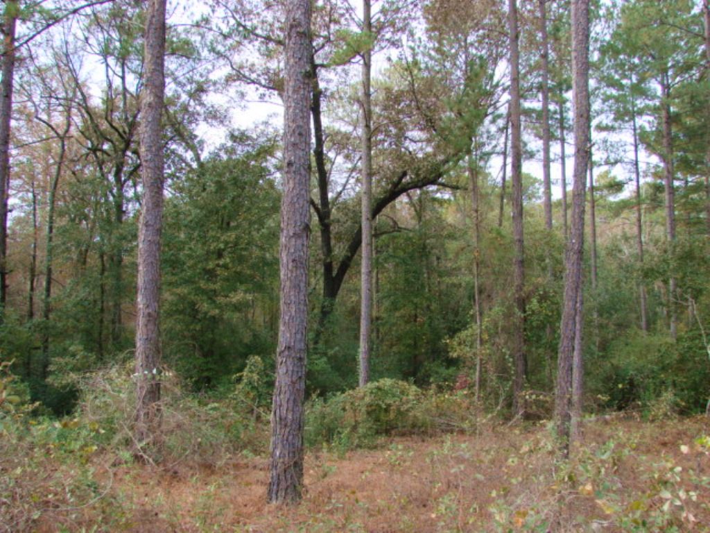 671 Acre Timber Investment Tract : Butler : Taylor County : Georgia