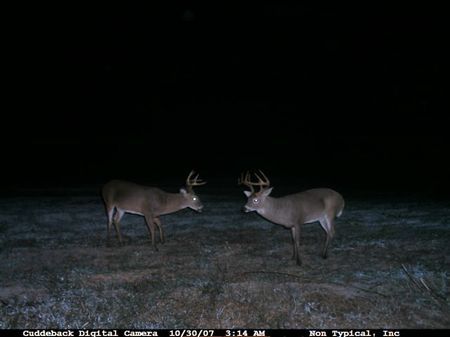 Big Buck Tract in Prime Location : Warwick : Worth County : Georgia