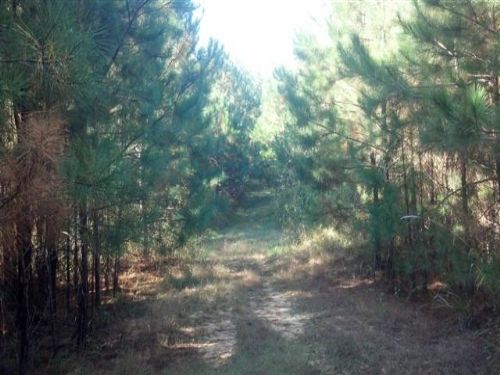 369 Acres Of Timberland : West Point : Clay County : Mississippi