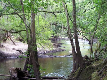 Yemassee - 229 Acres On Combahee : Yemassee : Hampton County : South Carolina