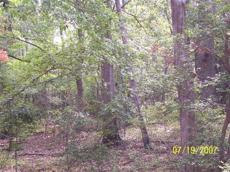 330 Acre Hunting and Timber Tract : Attapulgus : Decatur County : Georgia