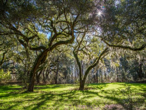 Whitener Tract : Tillman : Jasper County : South Carolina