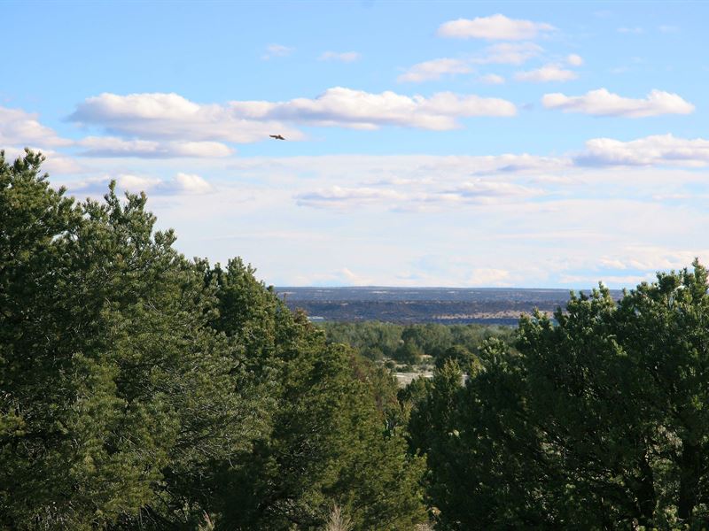 Woodland Valley Ranch : Saint Johns : Apache County : Arizona