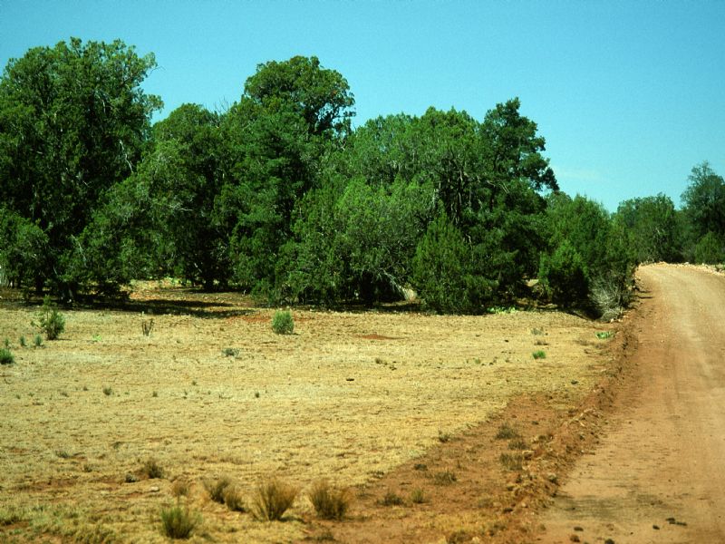 Arizona 36 Acres : Snowflake : Apache County : Arizona