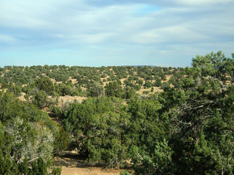 Chevelon Canyon Ranch Arizona : Heber-Overgaard : Navajo County : Arizona