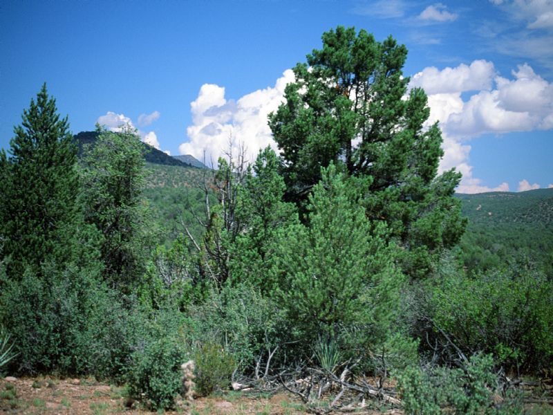 Sierra Verde Ranch, Arizona : Seligman : Yavapai County : Arizona