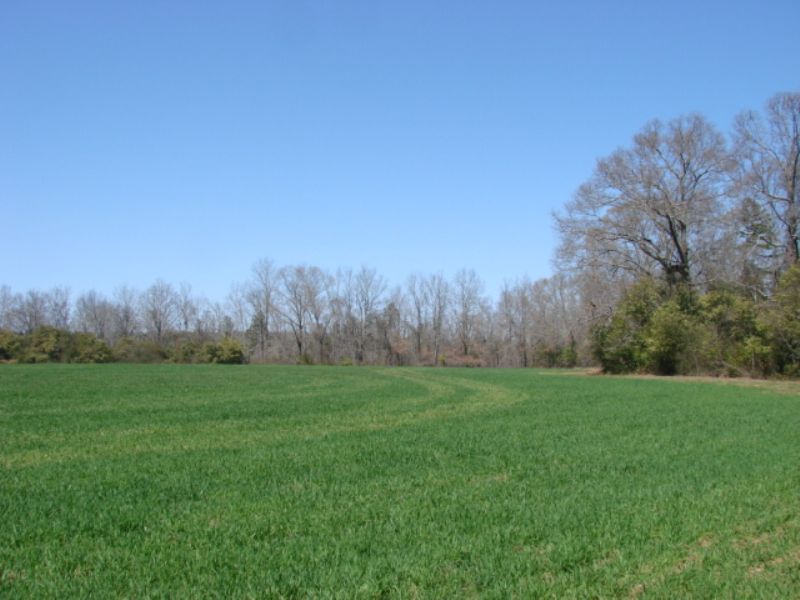 Beautiful 169 Acres - Big Hardwood : Butler : Taylor County : Georgia