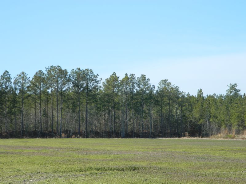 Old Tram Road Tract : Raemon : Robeson County : North Carolina
