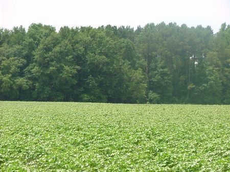 White Oaks Tract - 144 Acres : Sardis : Burke County : Georgia