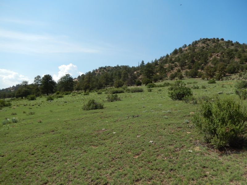 100 Acre Equestrian Ranch : Florissant : Teller County : Colorado