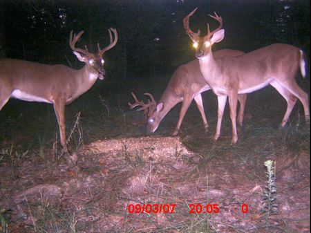 227 Acres Of Prime Hunting Land : Girard : Burke County : Georgia