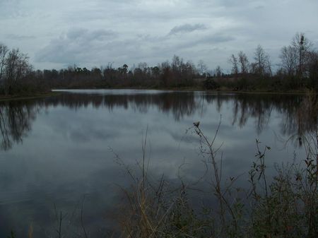 141 +- Ac, Farm, Woods, Pond : Albany : Mitchell County : Georgia