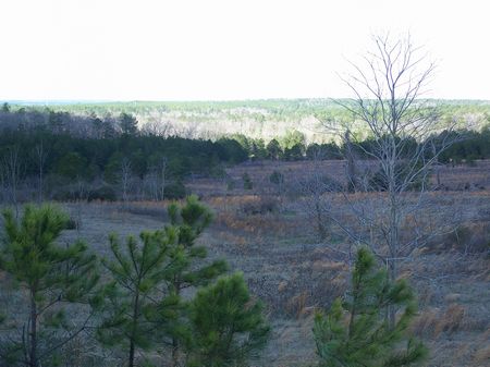 146 Acres, Timberland, Hunting : Butler : Taylor County : Georgia