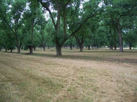 276+- Pecan Grove, Farm / Woodland : Montezuma : Macon County : Georgia