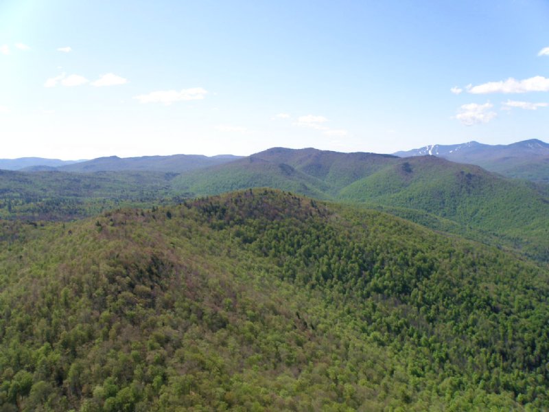 South Hill Forest : Stockbridge : Windsor County : Vermont