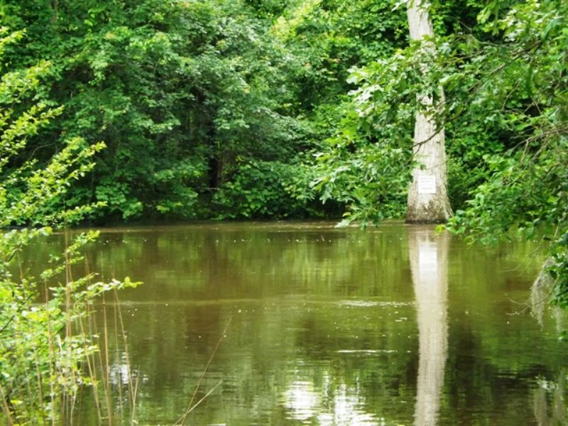 2100+/-Acs On The Ogeechee River : Millen : Jenkins County : Georgia