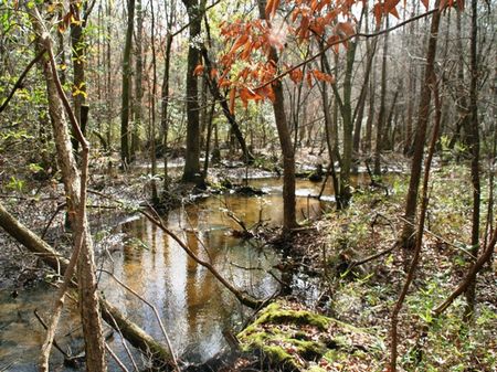 Fletcher Slough : Chattahoochee : Decatur County : Georgia