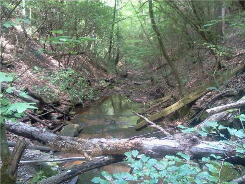 Owner Financing 20+/- Acres : South Pittsburg : Marion County : Tennessee
