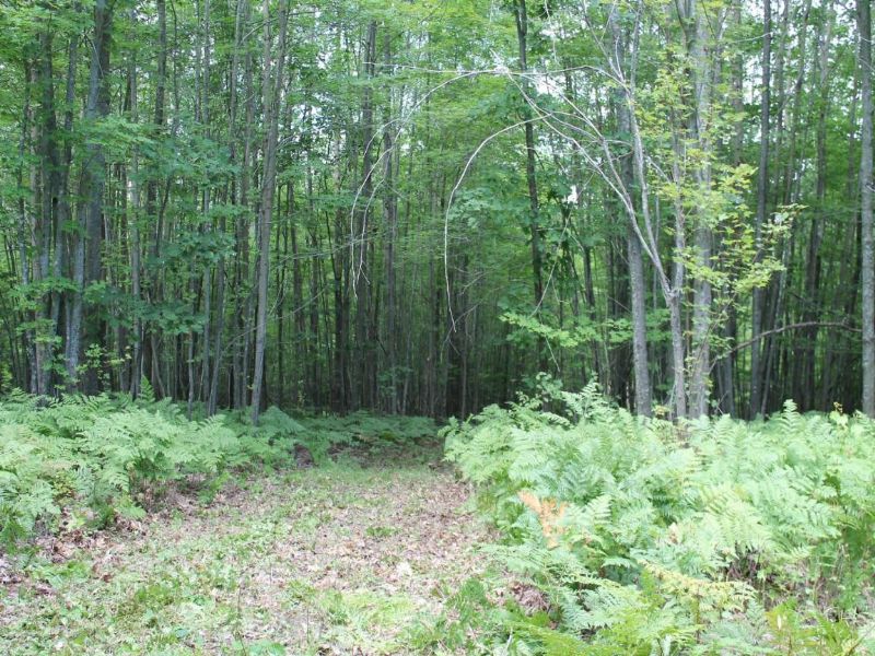 Awesome Hunting Property : Lincoln : Alcona County : Michigan