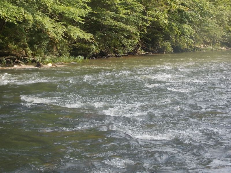 Hatchet Creek Hunting and Timber : Rockford : Coosa County : Alabama