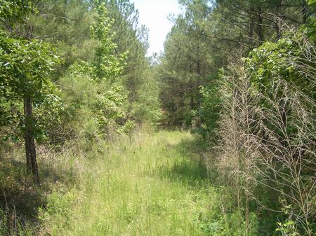 60 Ac- Tom Jones & Lanham Rd- 9529A : Kingston : Bartow County : Georgia