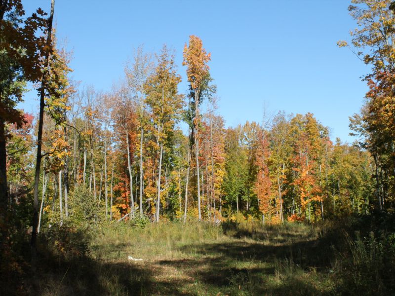 Tbd Woods Road Mls 1073975 : Bohemia : Houghton County : Michigan