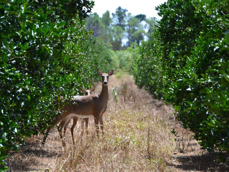 Box Ranch Grove : Palm City : Martin County : Florida