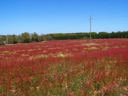 Hartford Farm : Hartford : Geneva County : Alabama