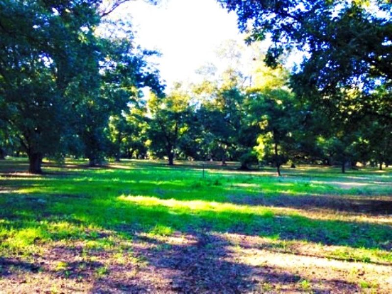 Lauren Grove : Statesboro : Bulloch County : Georgia