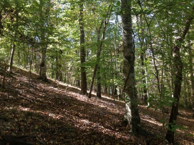 Glaze Branch Tract : Marion : Perry County : Alabama