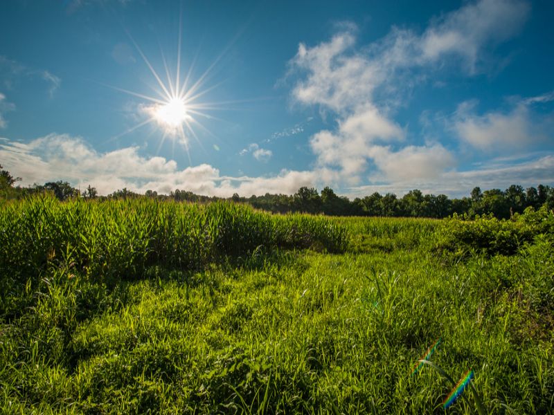 Strader Farm : Reidsville : Rockingham County : North Carolina