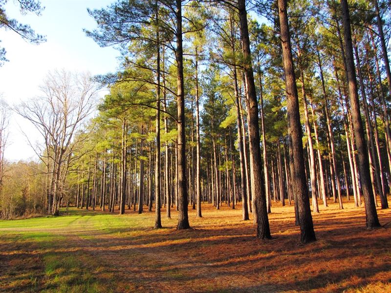 Salkehatchie Ridge : Blackville : Bamberg County : South Carolina