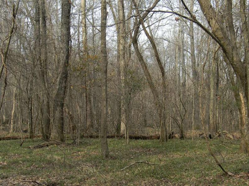 Outstanding Mature Hardwood Timber : Perote : Bullock County : Alabama