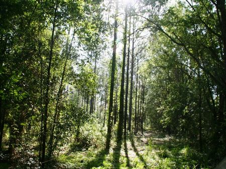 Watkins Place : Monticello : Jefferson County : Florida