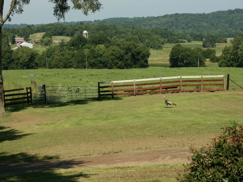 Kentucky Cattle and Crop Farm, Ranch for Sale in Kentucky, 72373