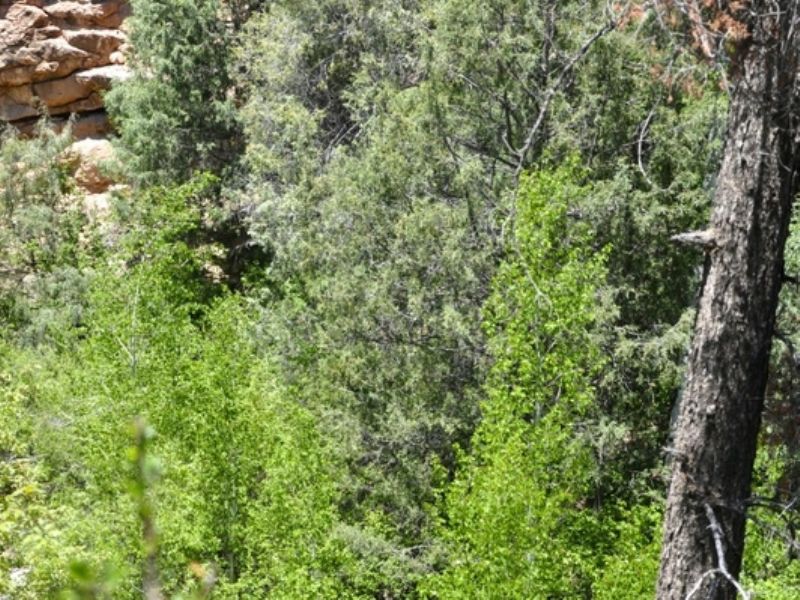 4,320 Deeded Acres- Elk Haven Ranch : Ramah : Cibola County : New Mexico