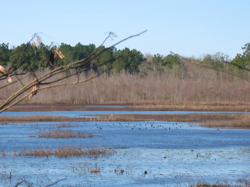 Myricks Mill Pond : Jeffersonville : Twiggs County : Georgia