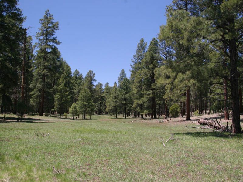 Tampico Springs Ranch 20, Ranch for Sale in New Mexico, 72884 RANCHFLIP