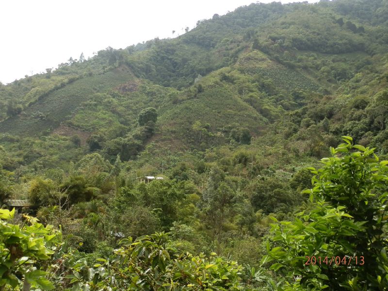 Mountain 10 Acre Minifarm : Orosi Valley : Costa Rica