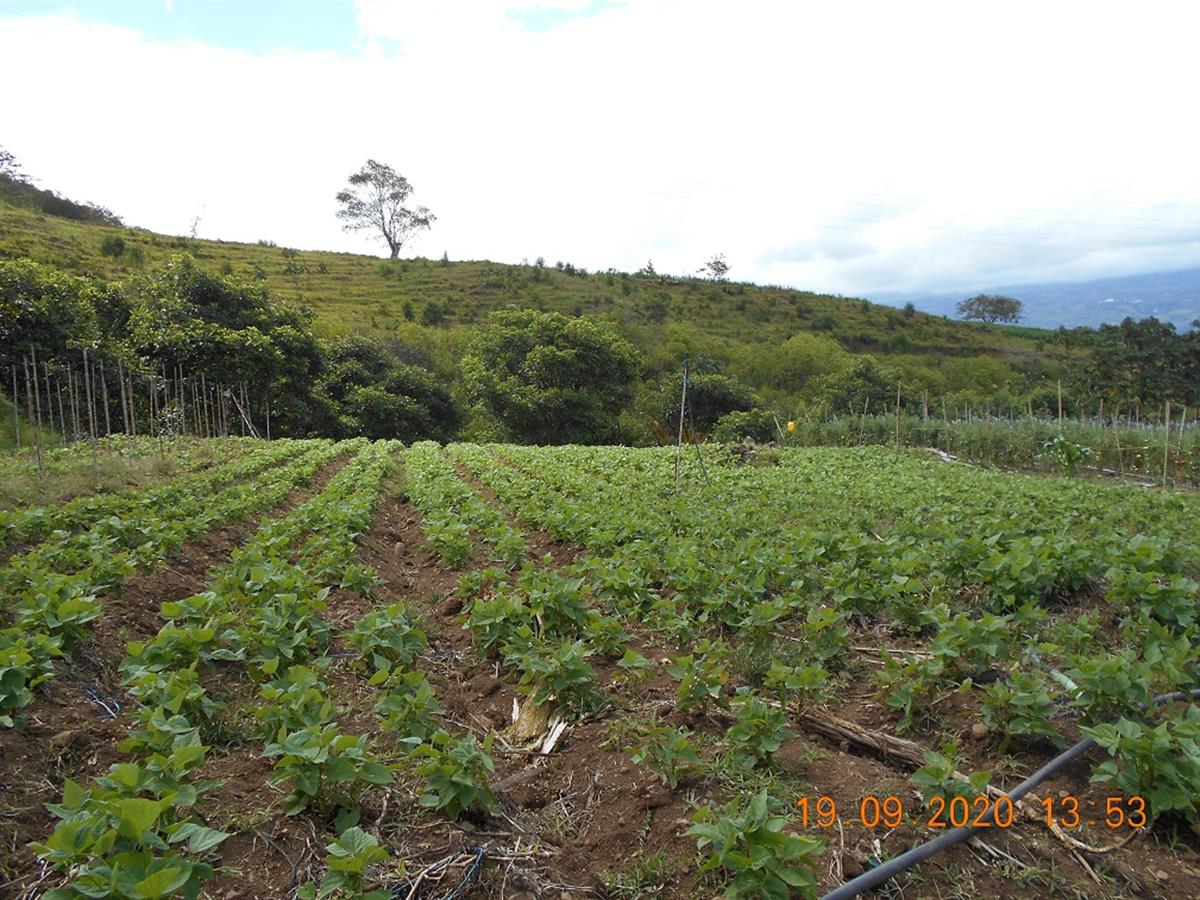 coffee plantation costa rica for sale