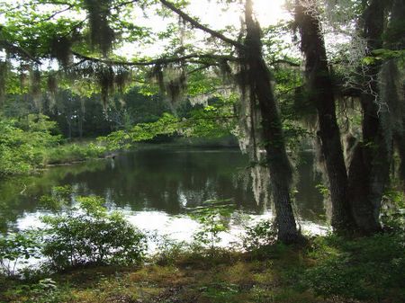 Mossy Oak Farms 51.63 Acres : Montgomery : Montgomery County : Alabama