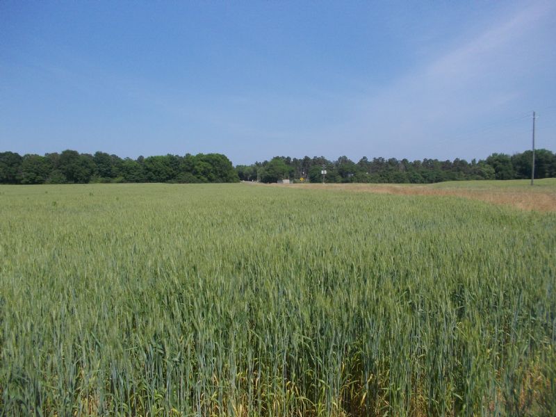 28 Acre Farm in Holtville : Holtville : Elmore County : Alabama