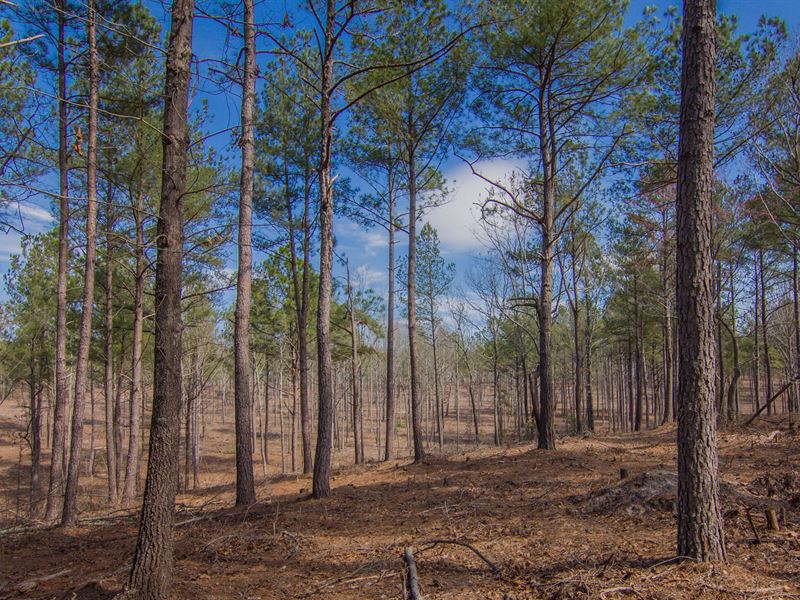An Efficient Timber Investment : Aiken : Aiken County : South Carolina