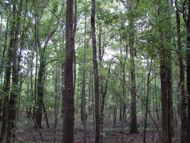 Big Timber Hunting Spot : Tuskegee : Macon County : Alabama