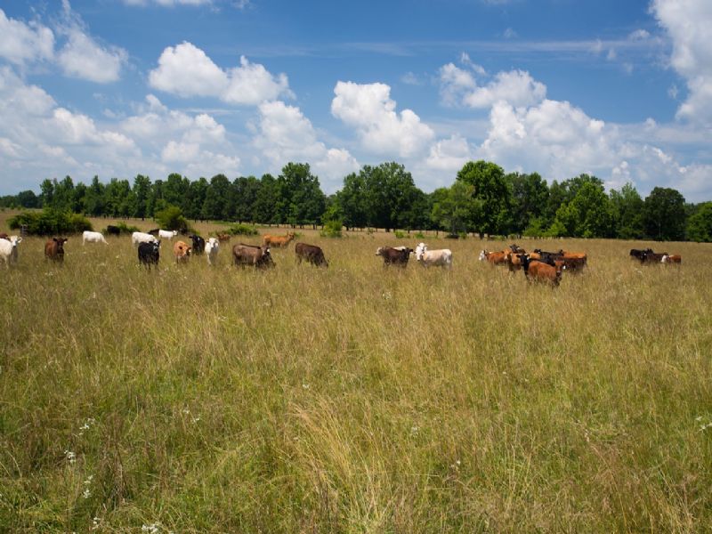 258 Acre Fenced Cattle Farm : Hohenwald : Lewis County : Tennessee