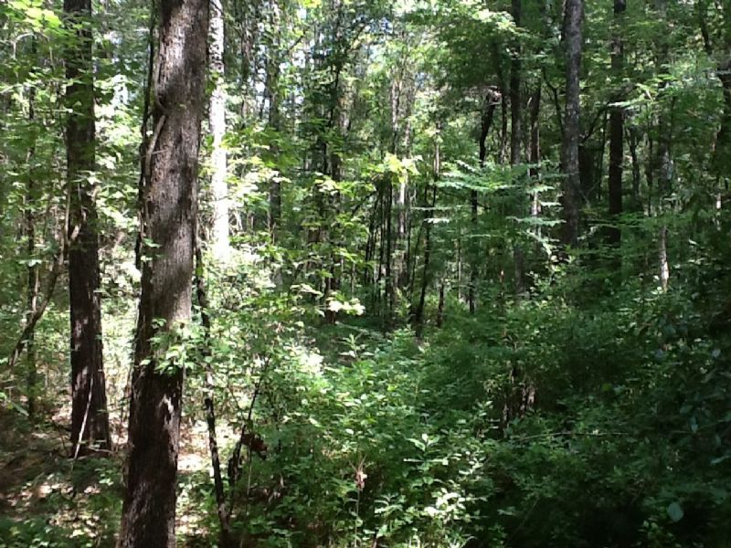 County Road 342 : Elba : Coffee County : Alabama