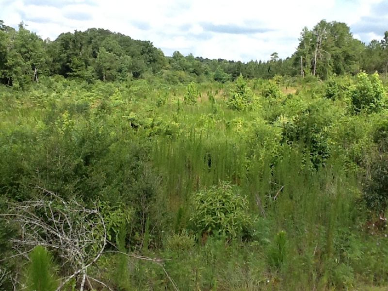 Seller's Pond Road Tract : Red Level : Covington County : Alabama