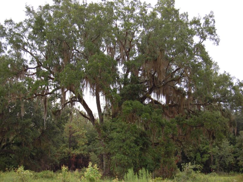 Silver Lake : Tallahassee : Leon County : Florida