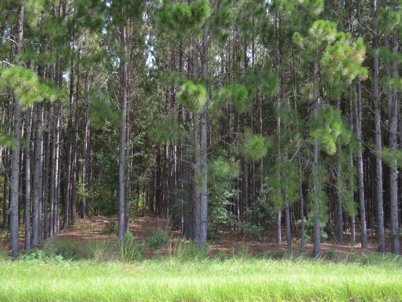Clermont Lakefront 84 Acres : Clermont : Lake County : Florida